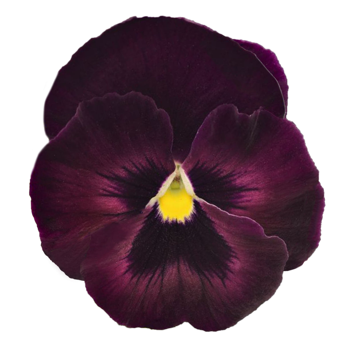 Deluxxe Maxi Mix Pansy Seeds - Cold Resistant, 25+ seeds