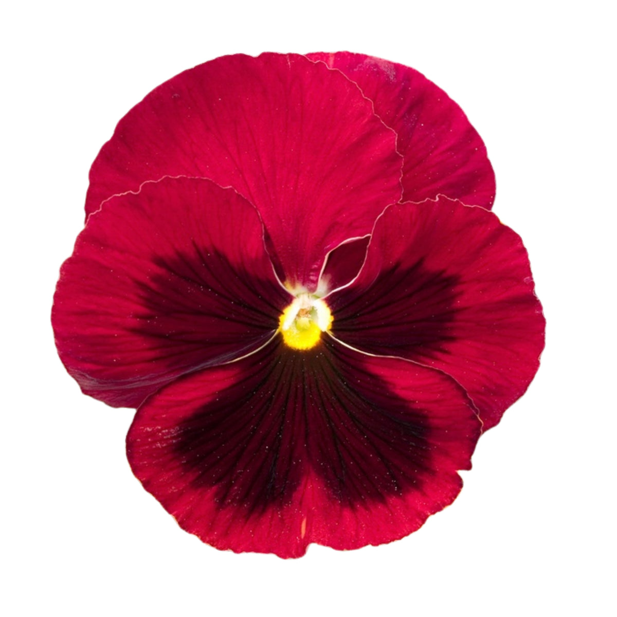 Deluxxe Maxi Mix Pansy Seeds - Cold Resistant, 25+ seeds