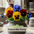 25+ Seeds| Future Mix Pansy Seeds - Cold Resistant -Draft Resistant-Open-Pollinating- Self-Pollinating-Plant in late Summer/Spring #240