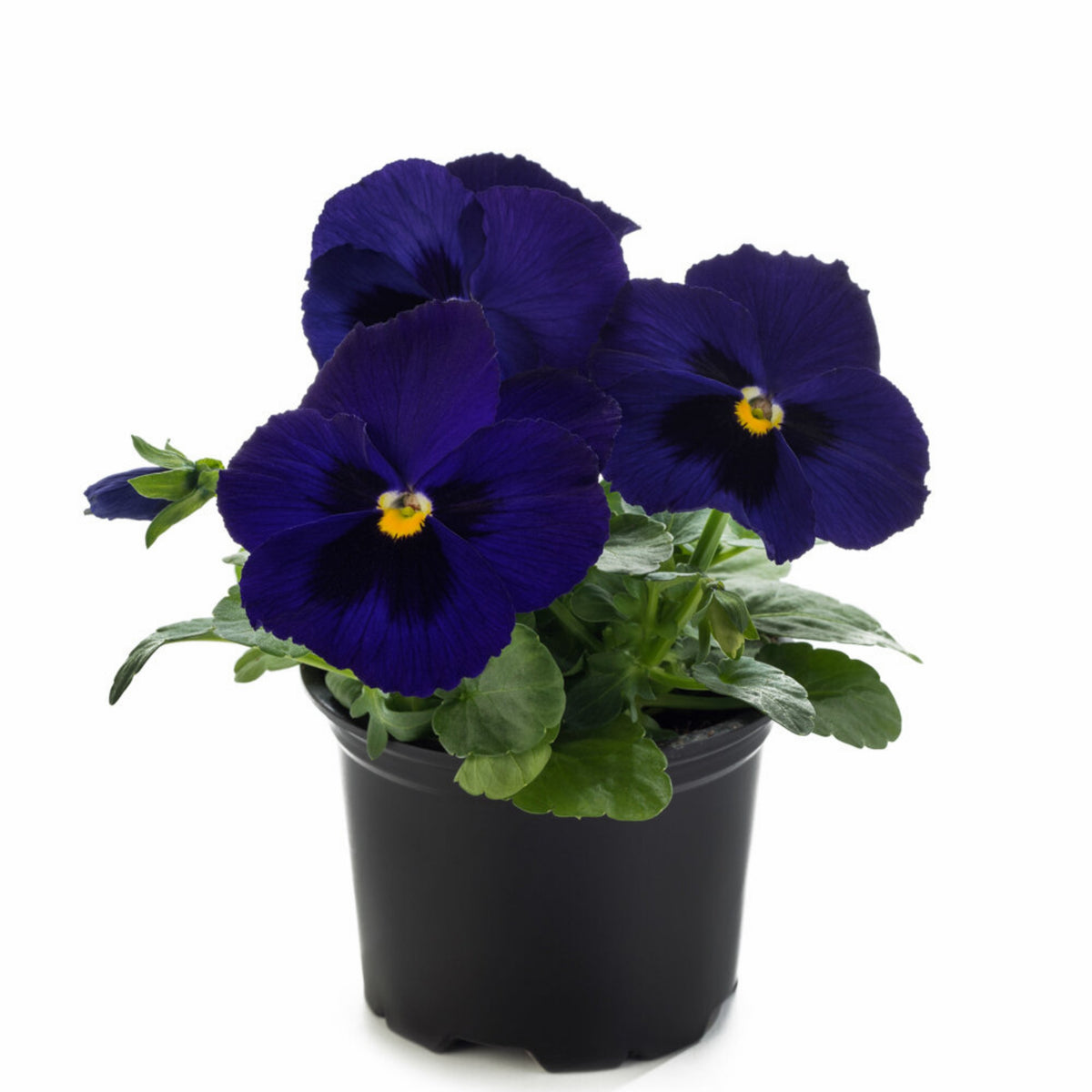 Future Mix Pansy Seeds - Cold Resistant, 25+ seeds