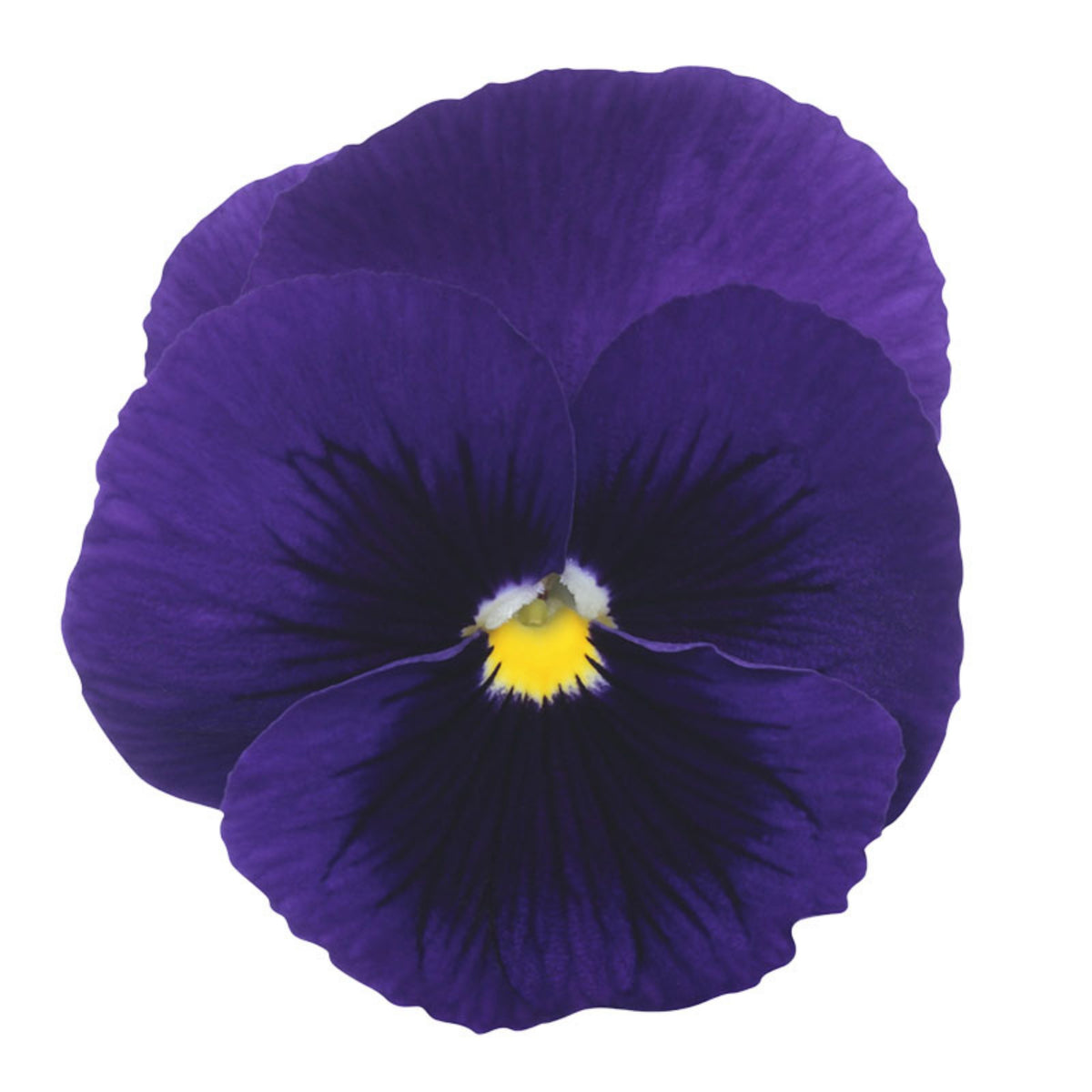 Future Mix Pansy Seeds - Cold Resistant, 25+ seeds