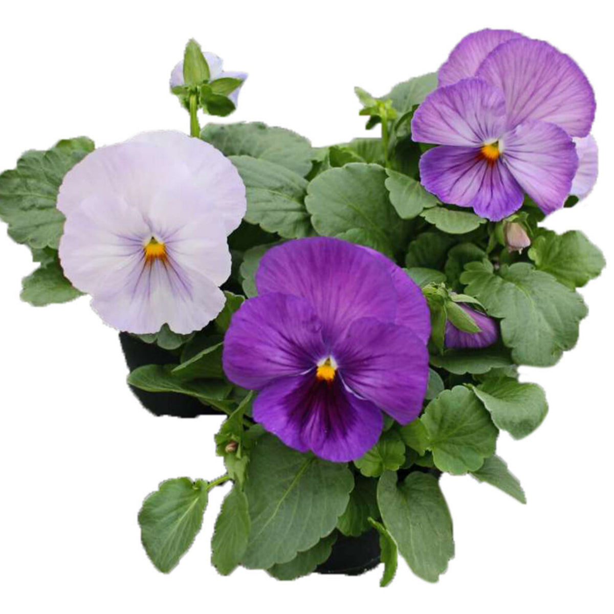 Future Mix Pansy Seeds - Cold Resistant, 25+ seeds