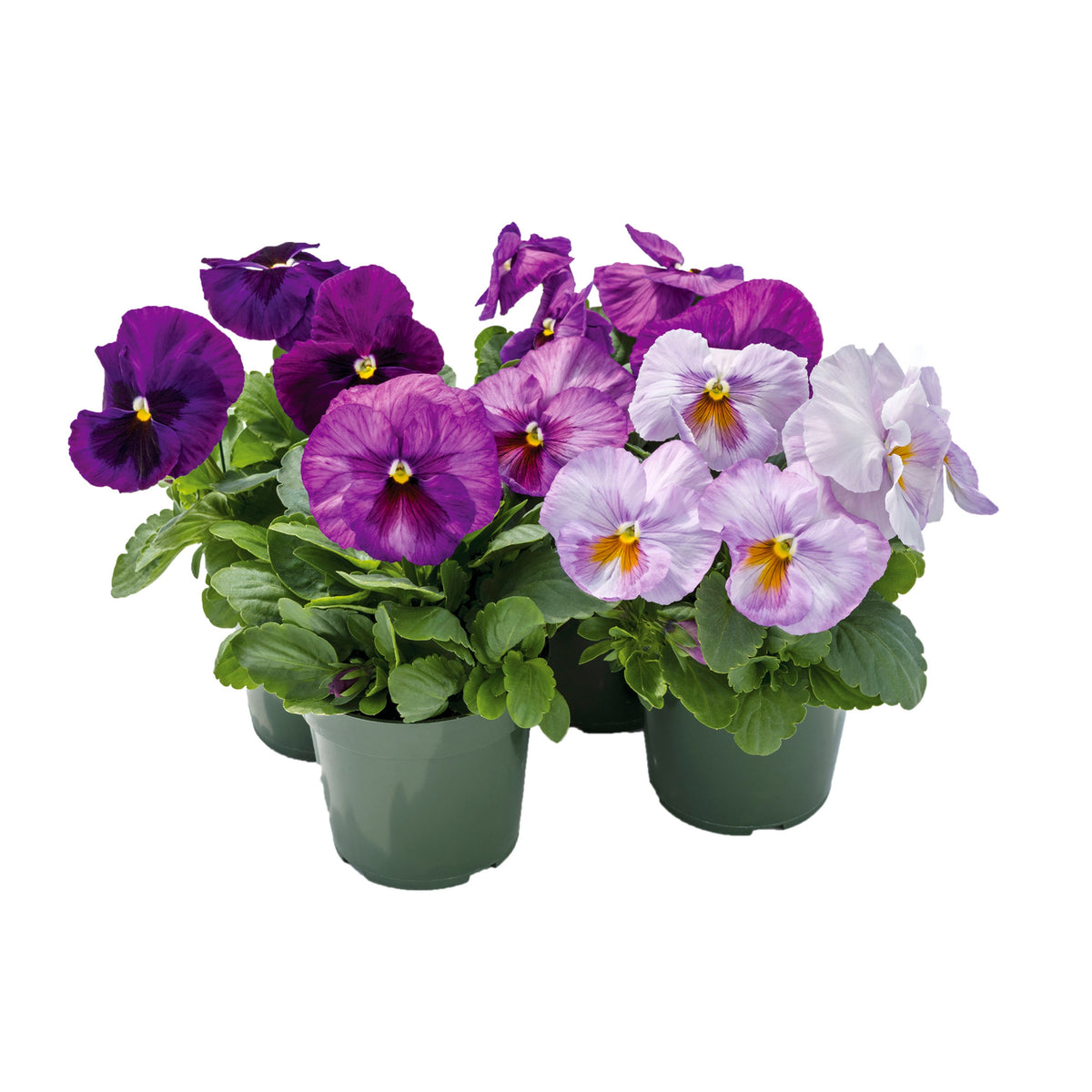 Future Mix Pansy Seeds - Cold Resistant, 25+ seeds