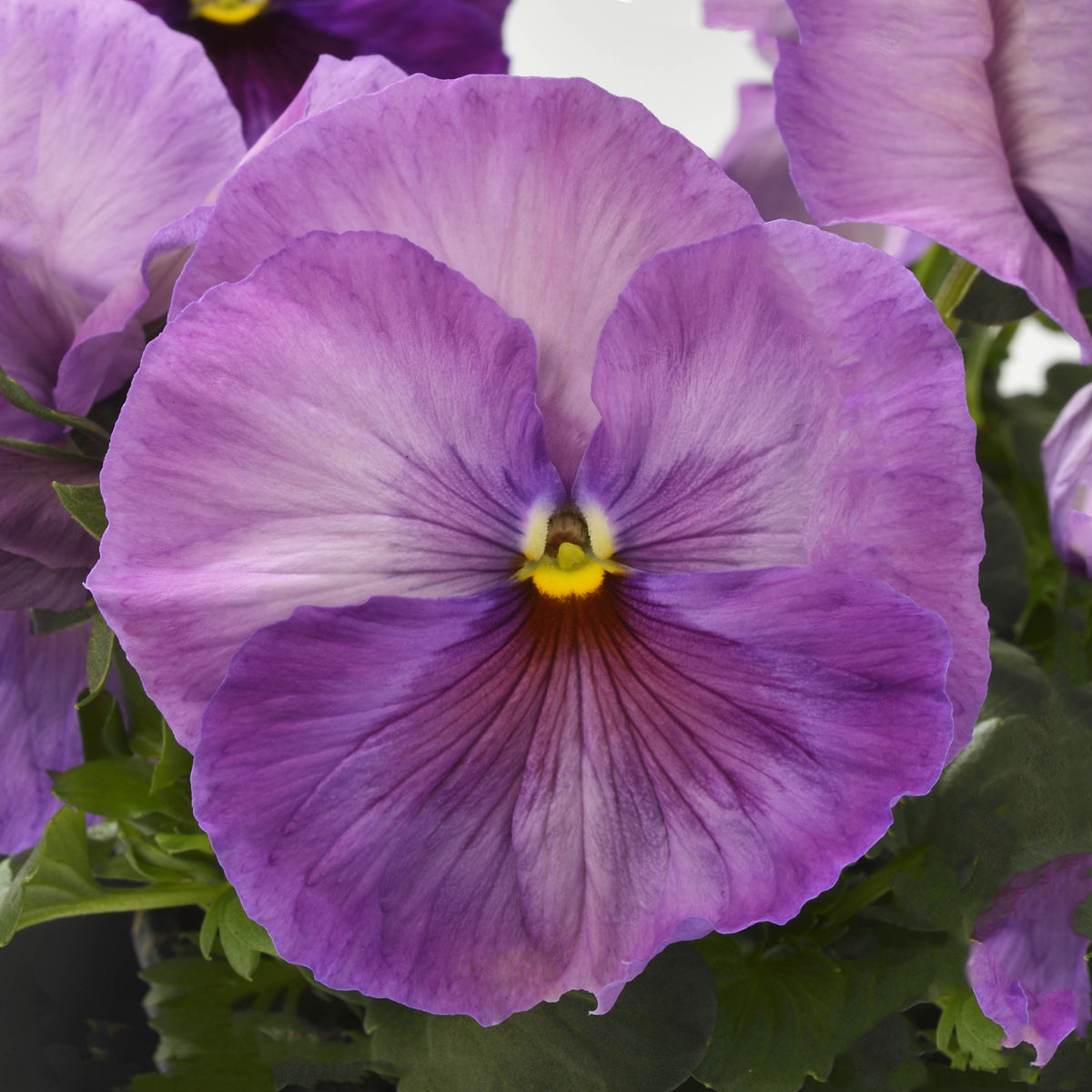 Future Mix Pansy Seeds - Cold Resistant, 25+ seeds