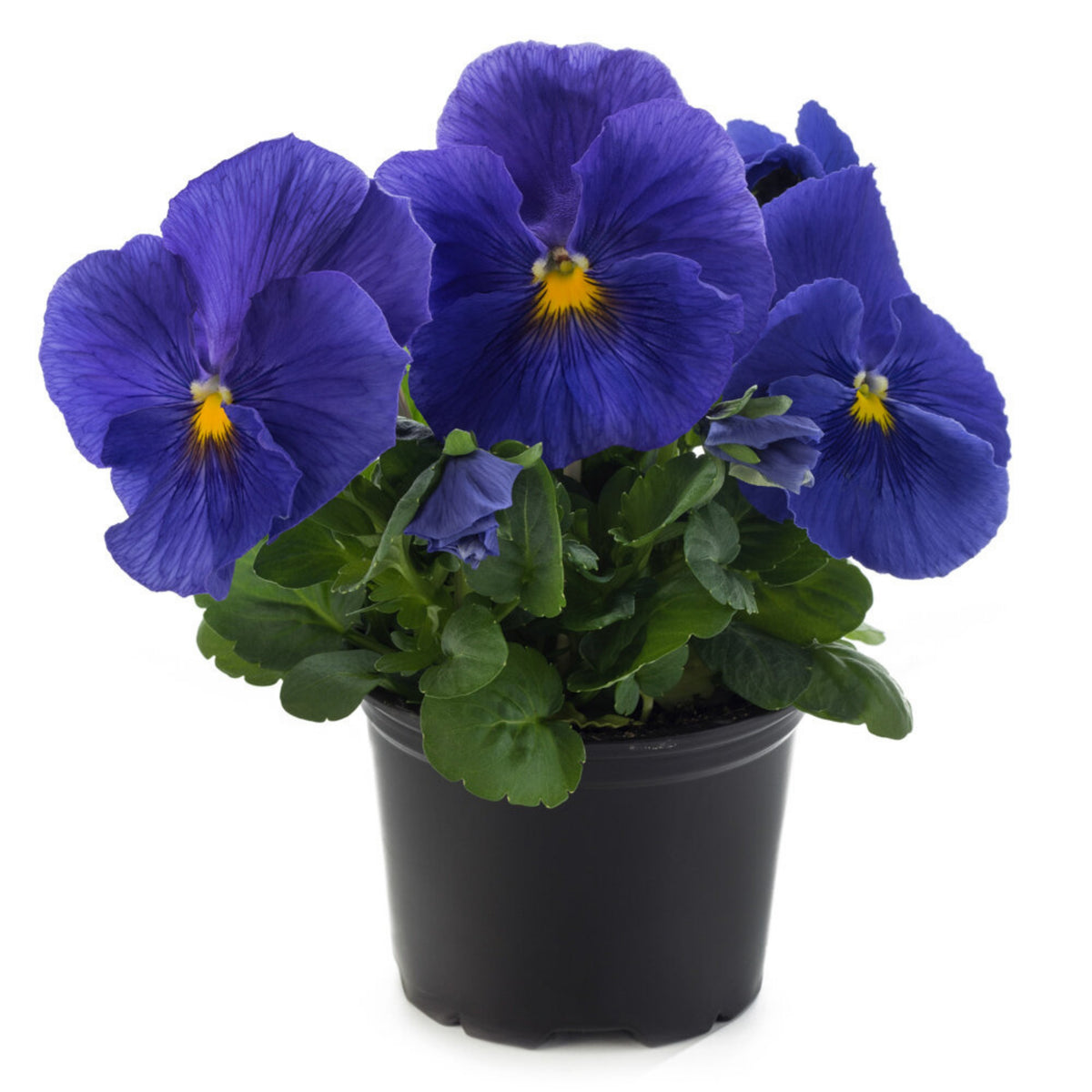 Future Mix Pansy Seeds - Cold Resistant, 25+ seeds