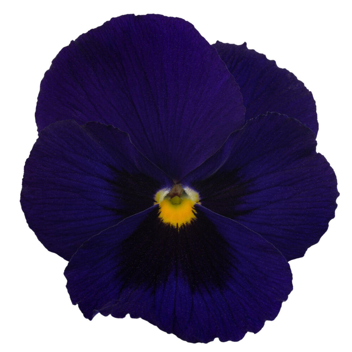 Future Mix Pansy Seeds - Cold Resistant, 25+ seeds