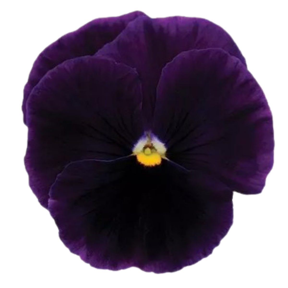 Future Mix Pansy Seeds - Cold Resistant, 25+ seeds