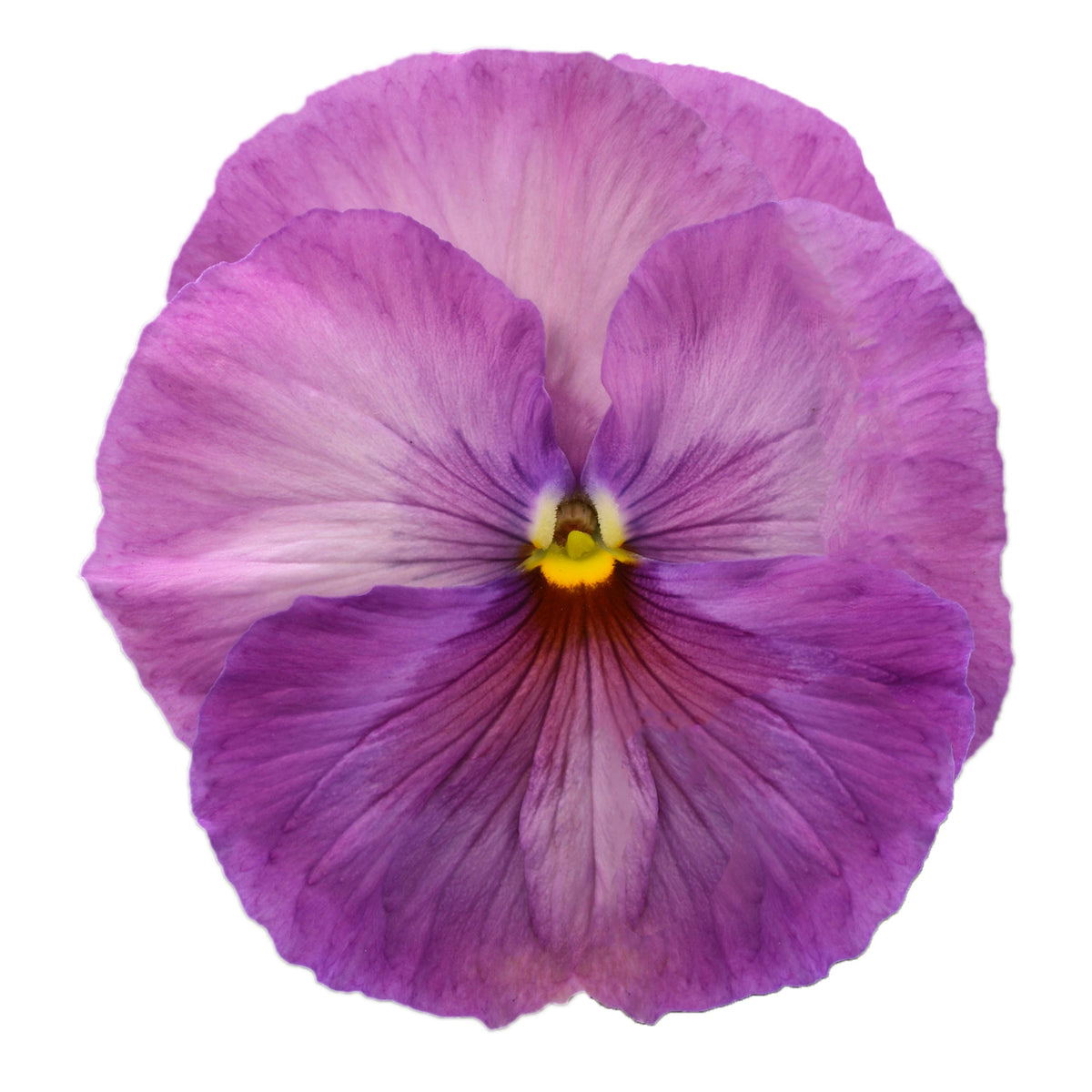 Future Mix Pansy Seeds - Cold Resistant, 25+ seeds