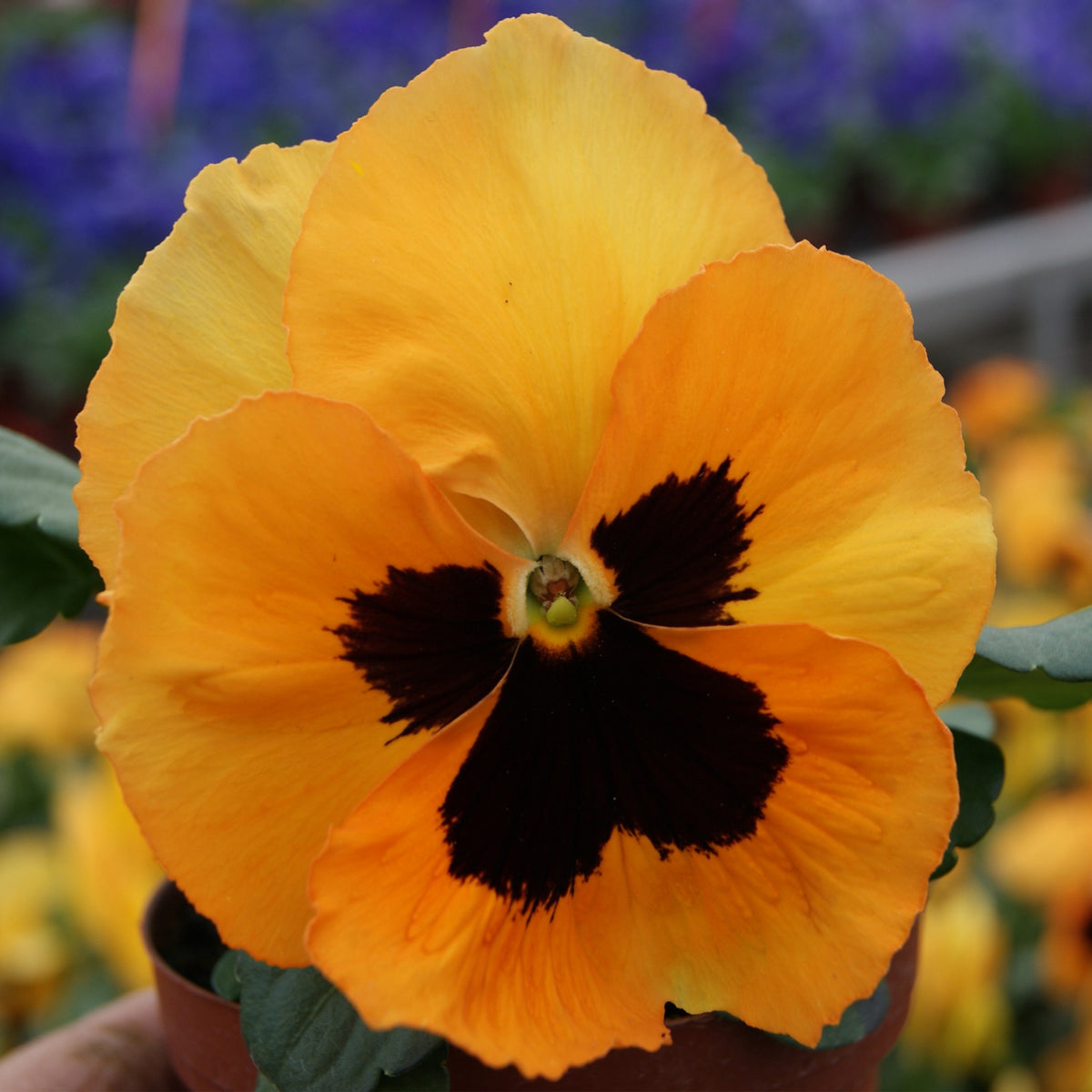 Future Mix Pansy Seeds - Cold Resistant, 25+ seeds