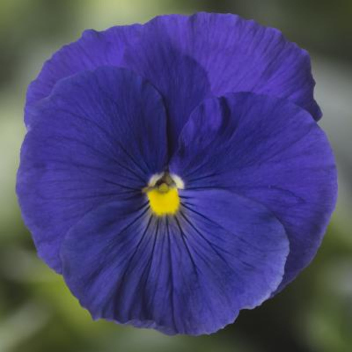 Future Mix Pansy Seeds - Cold Resistant, 25+ seeds