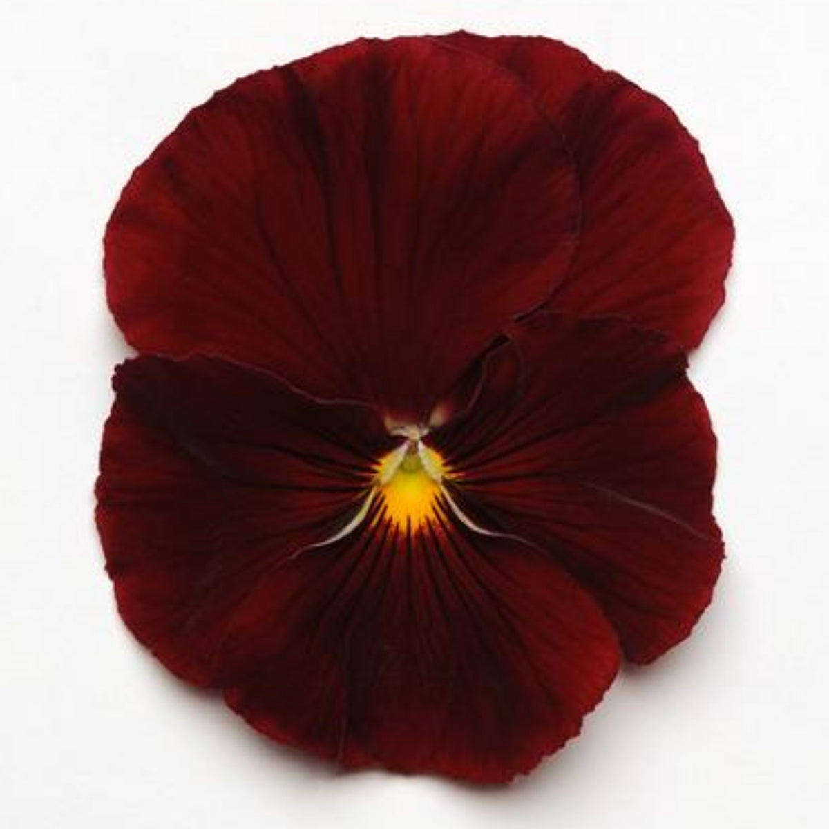 Future Mix Pansy Seeds - Cold Resistant, 25+ seeds