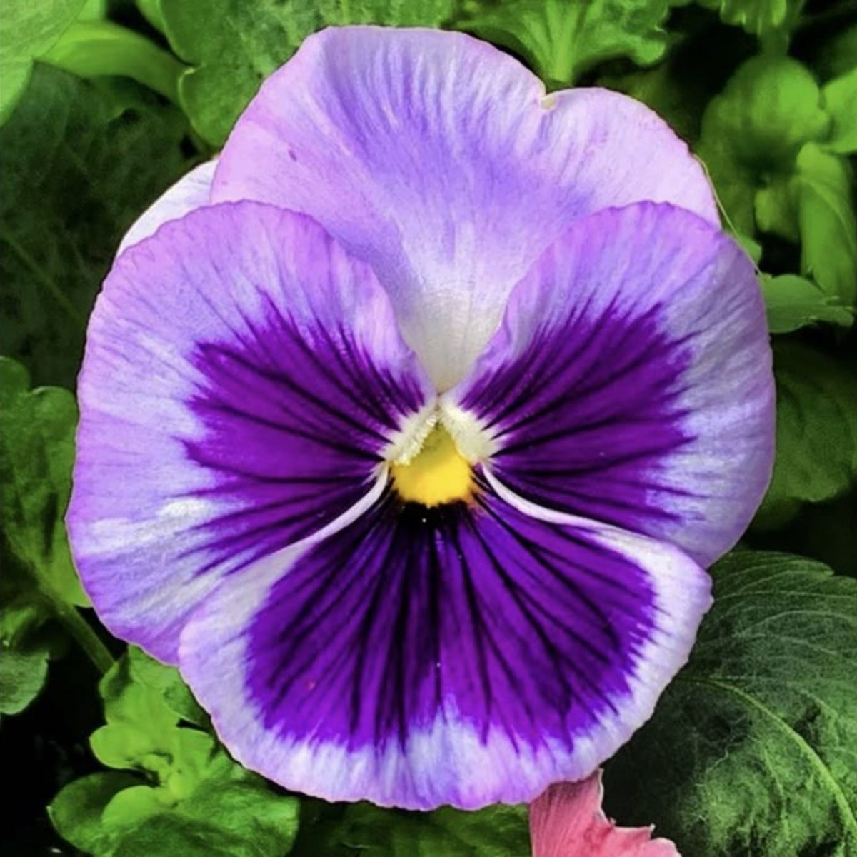 Future Mix Pansy Seeds - Cold Resistant, 25+ seeds