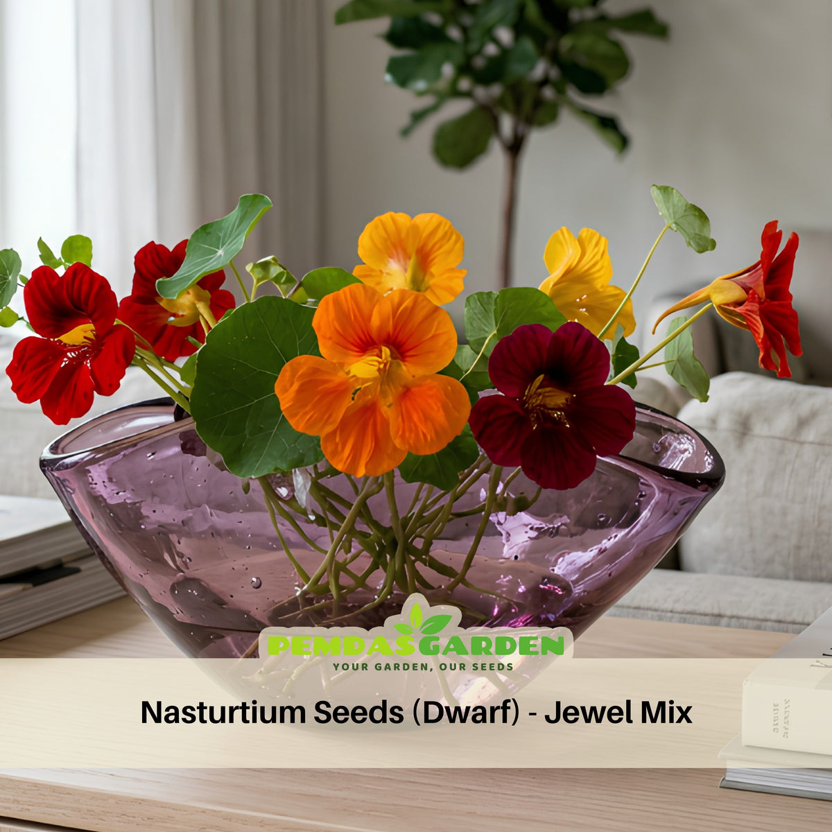 Nasturtium (Dwarf) Seeds - Jewel Mix Seeds, 10+ seeds