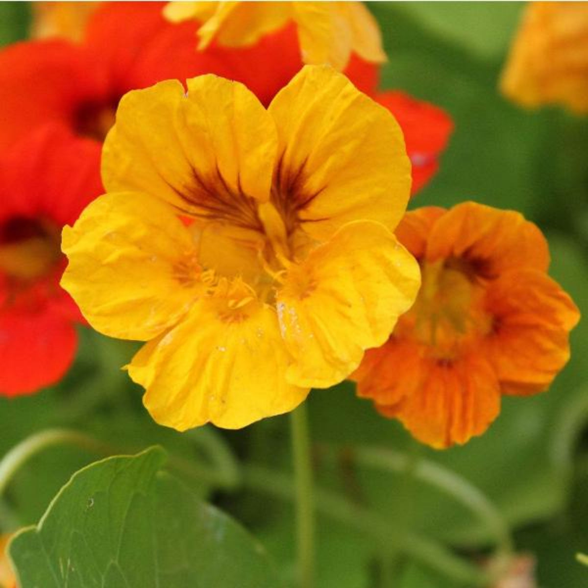 Nasturtium (Dwarf) Seeds - Jewel Mix Seeds, 10+ seeds