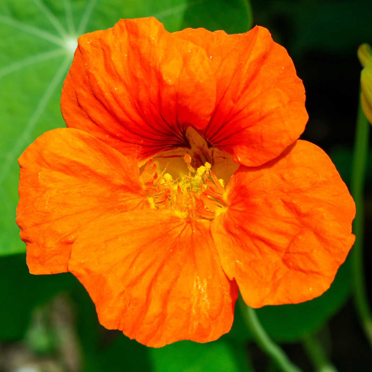 Nasturtium (Dwarf) Seeds - Jewel Mix Seeds, 10+ seeds