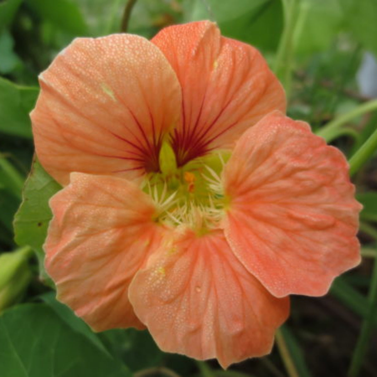 Nasturtium (Dwarf) Seeds - Jewel Mix Seeds, 10+ seeds