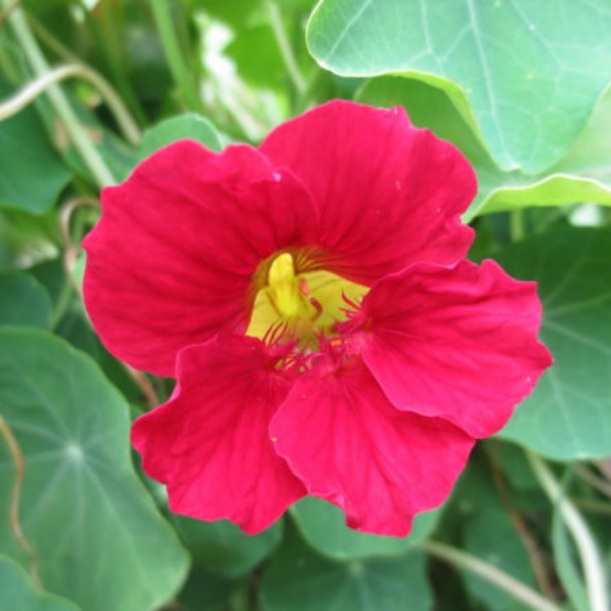 Nasturtium (Dwarf) Seeds - Jewel Mix Seeds, 10+ seeds
