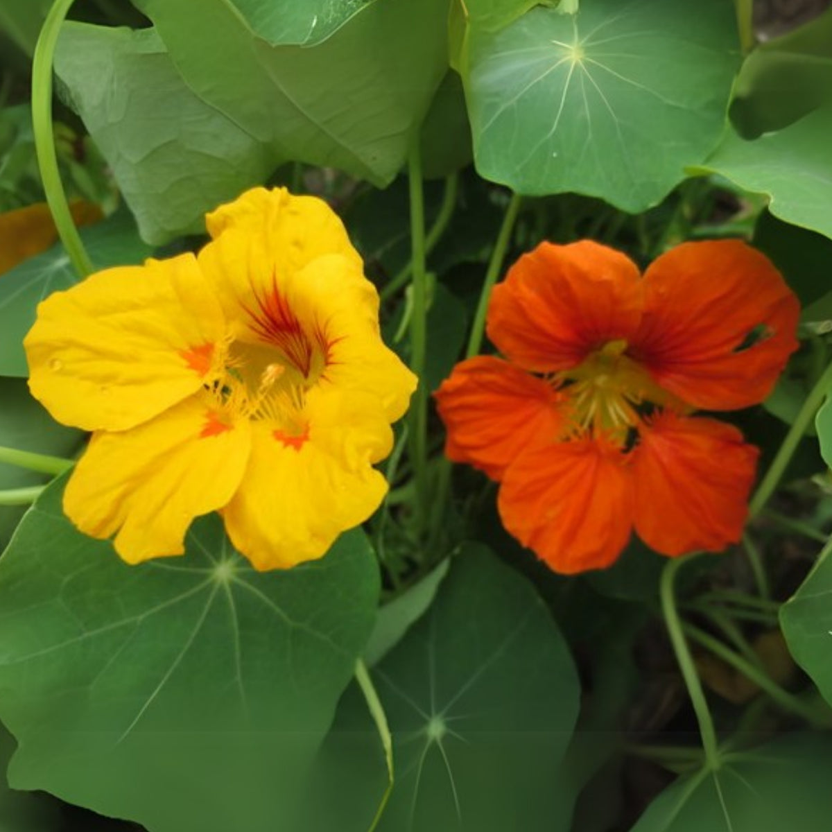 Nasturtium (Dwarf) Seeds - Jewel Mix Seeds, 10+ seeds