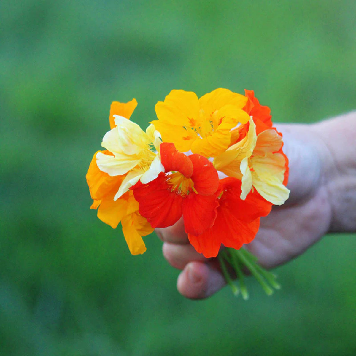 Nasturtium (Dwarf) Seeds - Jewel Mix Seeds, 10+ seeds