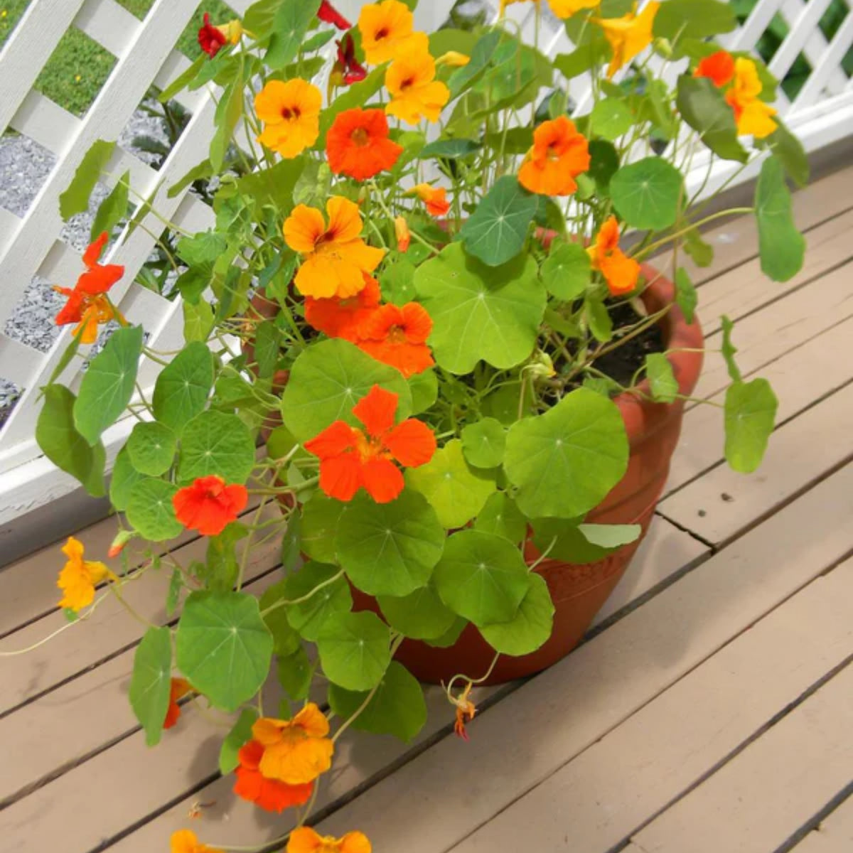 Nasturtium (Dwarf) Seeds - Jewel Mix Seeds, 10+ seeds