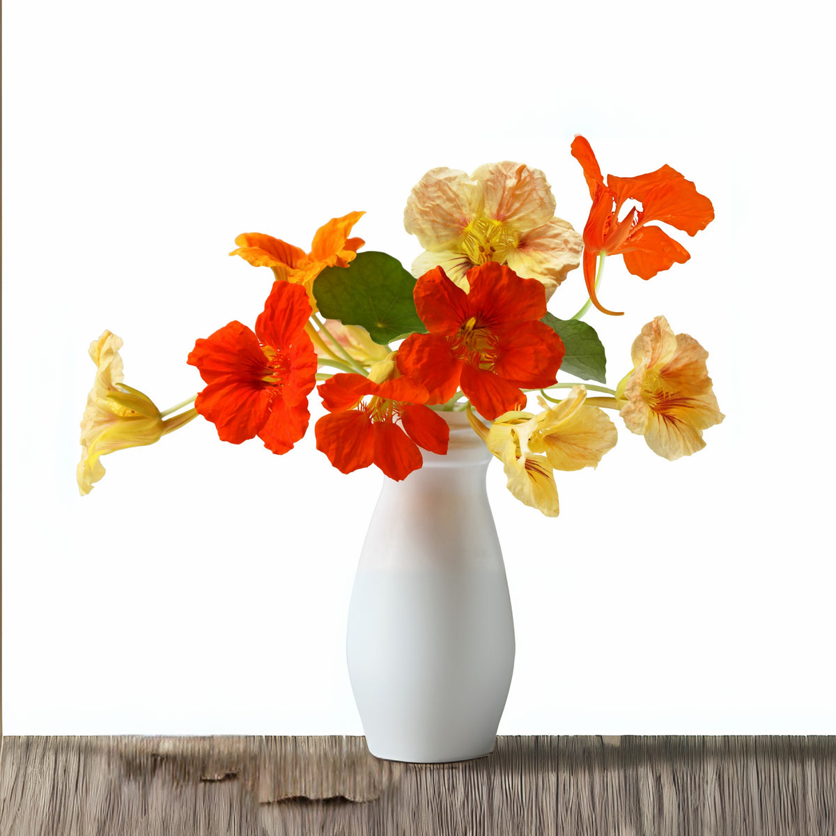 Nasturtium (Dwarf) Seeds - Jewel Mix Seeds, 10+ seeds