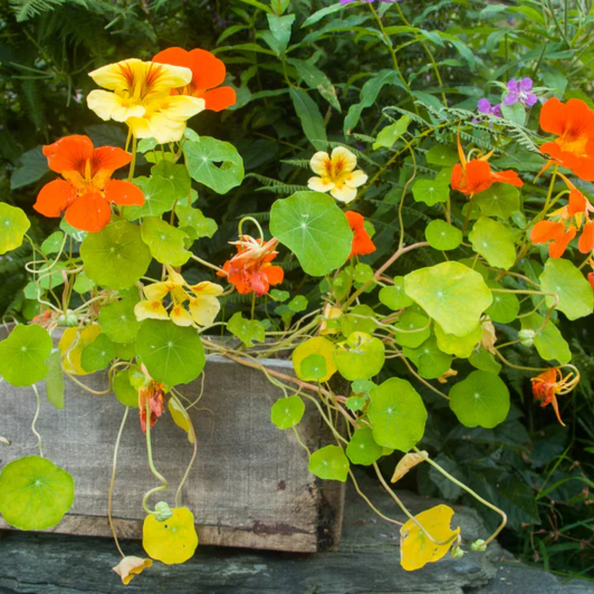 Nasturtium (Dwarf) Seeds - Jewel Mix Seeds, 10+ seeds