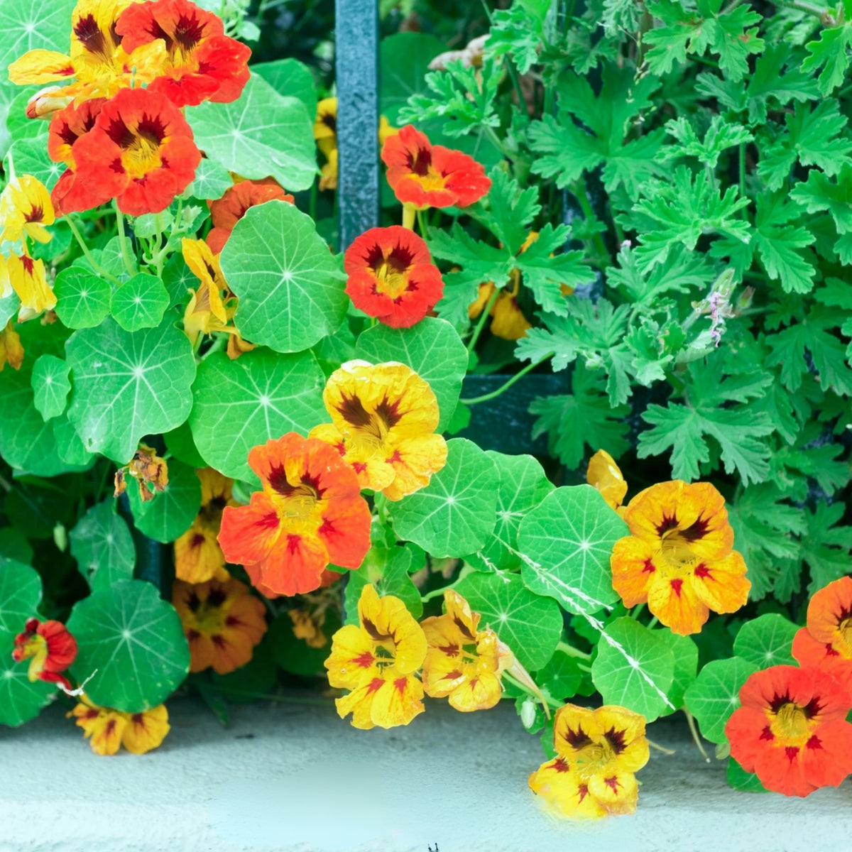 Nasturtium (Dwarf) Seeds - Jewel Mix Seeds, 10+ seeds