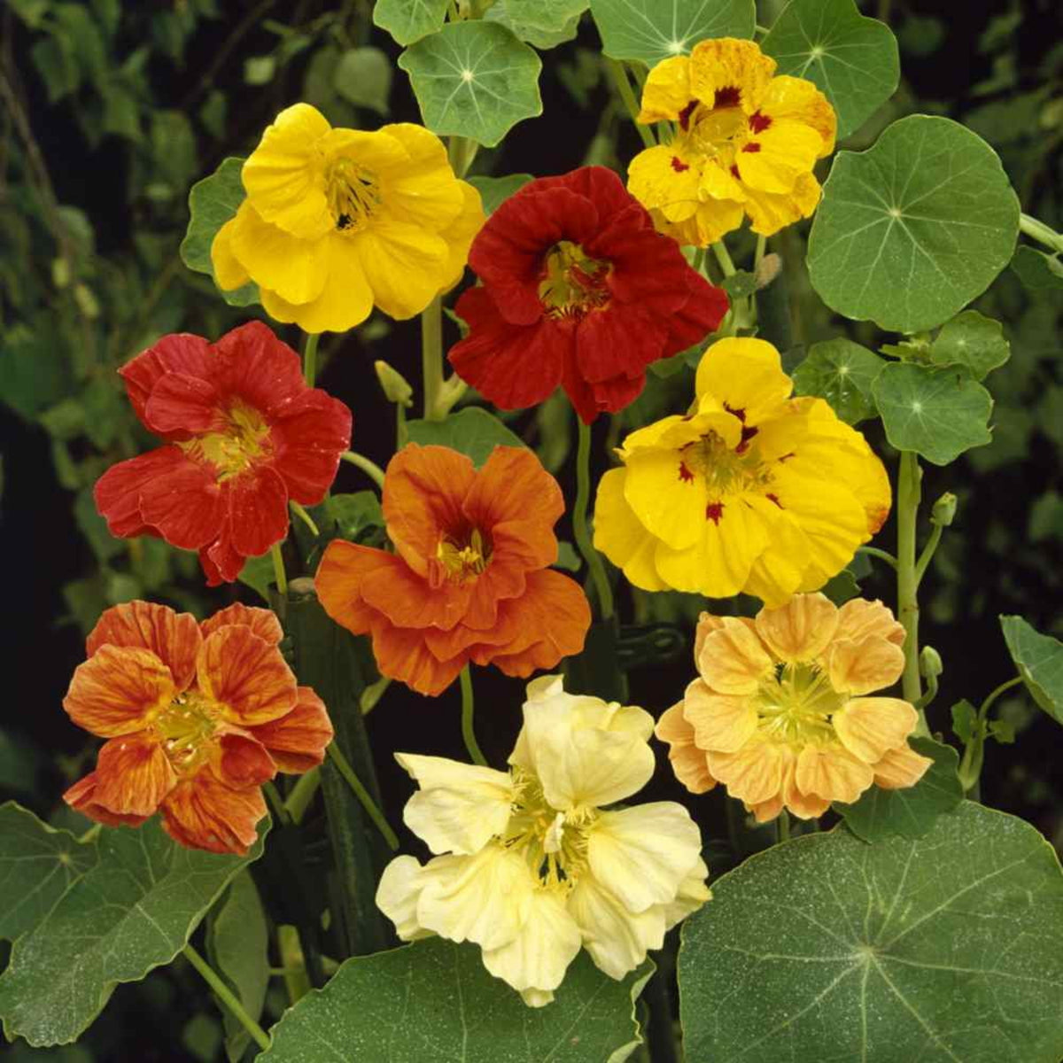 Nasturtium (Dwarf) Seeds - Jewel Mix Seeds, 10+ seeds