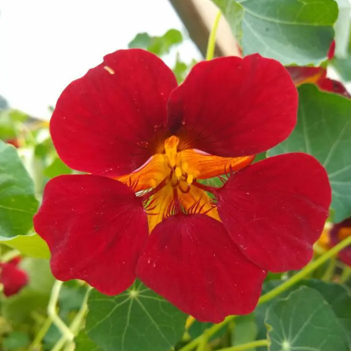 Nasturtium (Dwarf) Seeds - Jewel Mix Seeds, 10+ seeds
