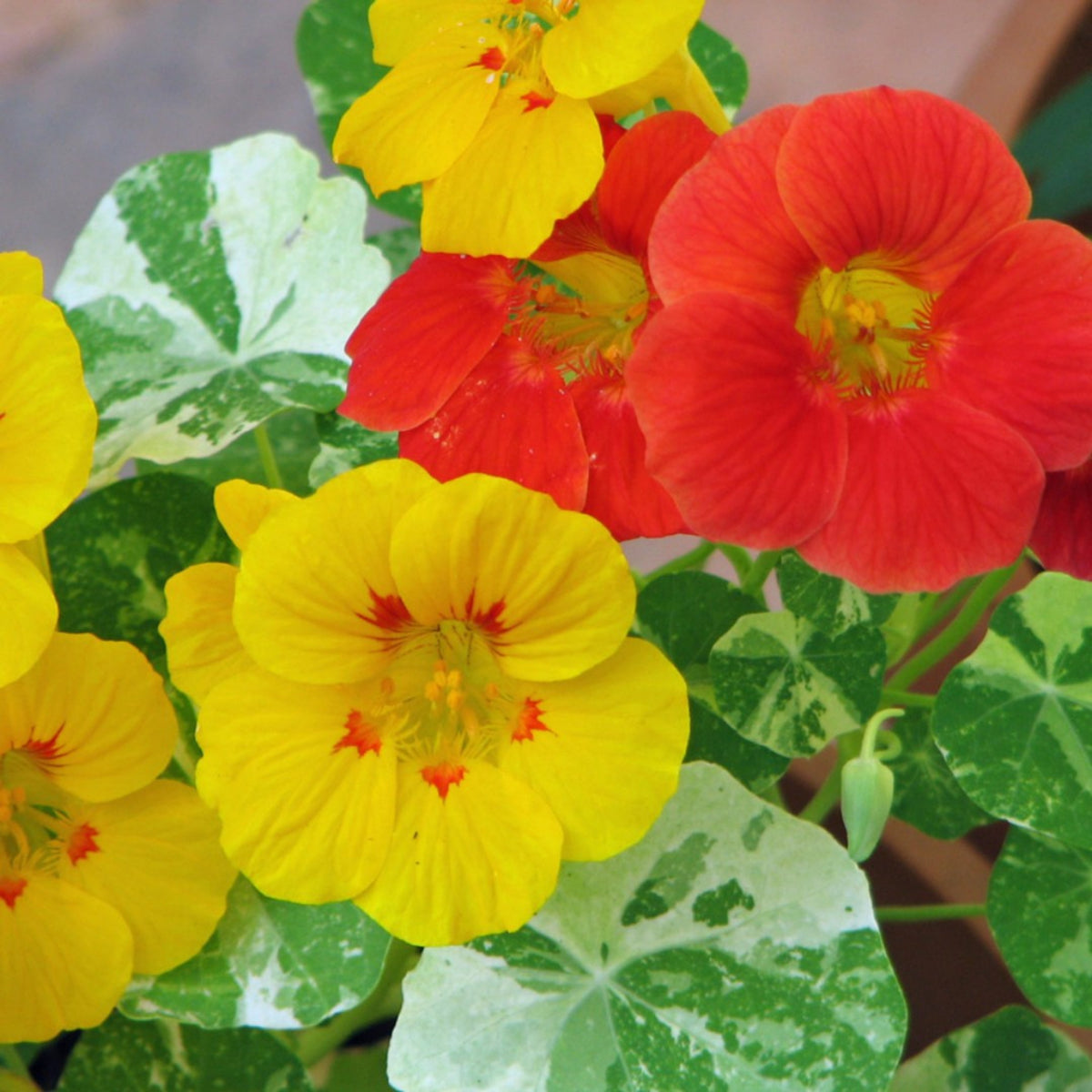 Nasturtium (Dwarf) Seeds - Jewel Mix Seeds, 10+ seeds