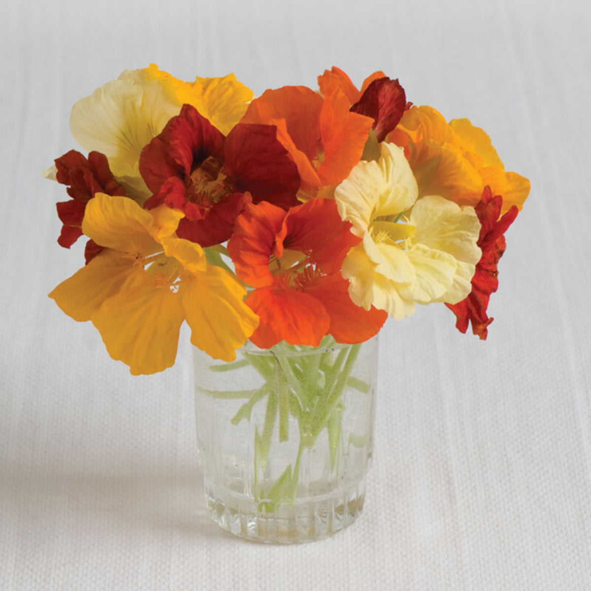 Nasturtium (Dwarf) Seeds - Jewel Mix Seeds, 10+ seeds