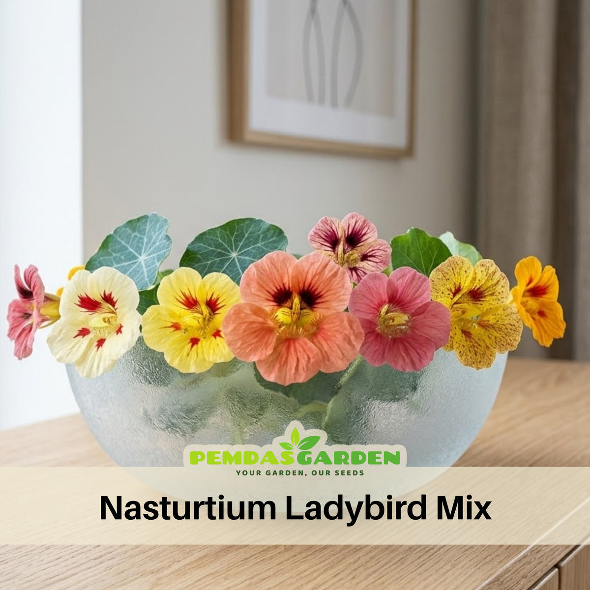 Nasturtium Ladybird Mix Seeds - Drought Resistant, Dwarf, 10+ seeds