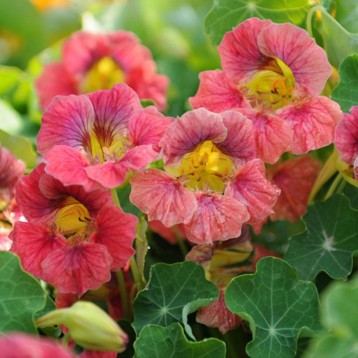 Nasturtium Ladybird Mix Seeds - Drought Resistant, Dwarf, 10+ seeds