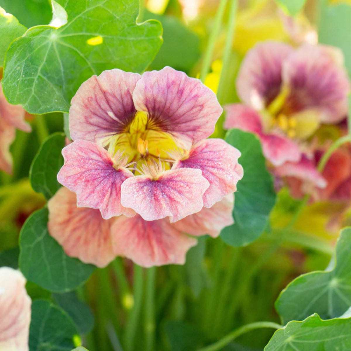 Nasturtium Ladybird Mix Seeds - Drought Resistant, Dwarf, 10+ seeds