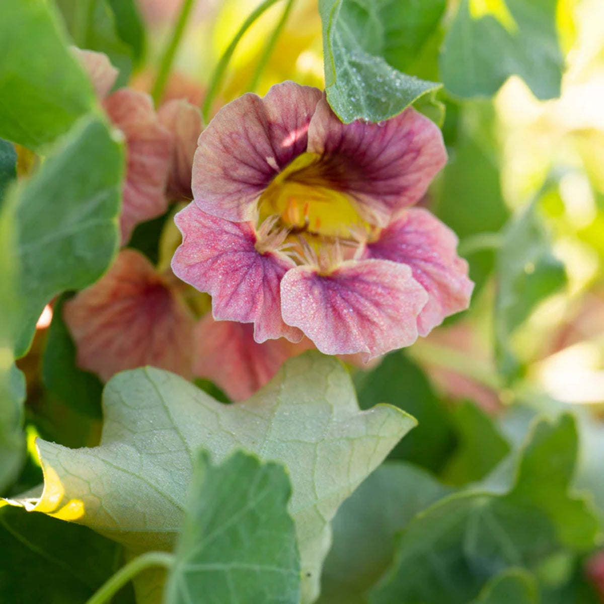 Nasturtium Ladybird Mix Seeds - Drought Resistant, Dwarf, 10+ seeds