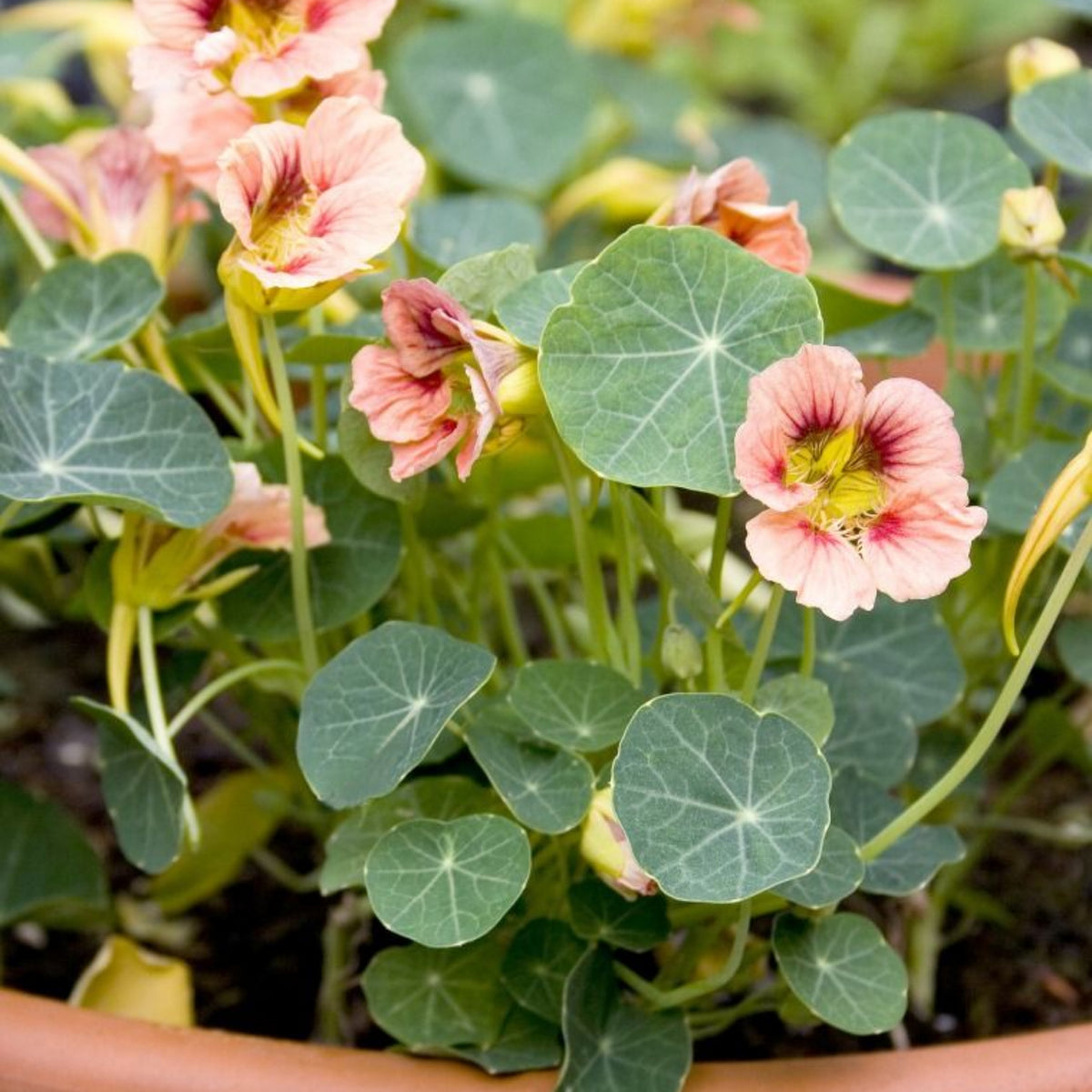 Nasturtium Ladybird Mix Seeds - Drought Resistant, Dwarf, 10+ seeds