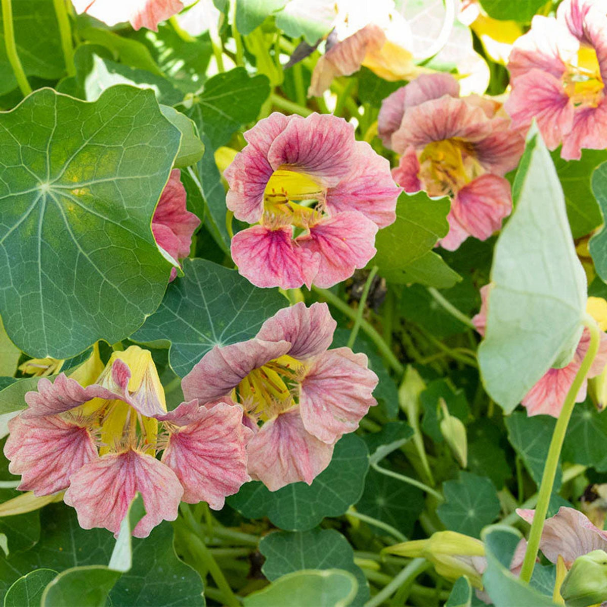 Nasturtium Ladybird Mix Seeds - Drought Resistant, Dwarf, 10+ seeds