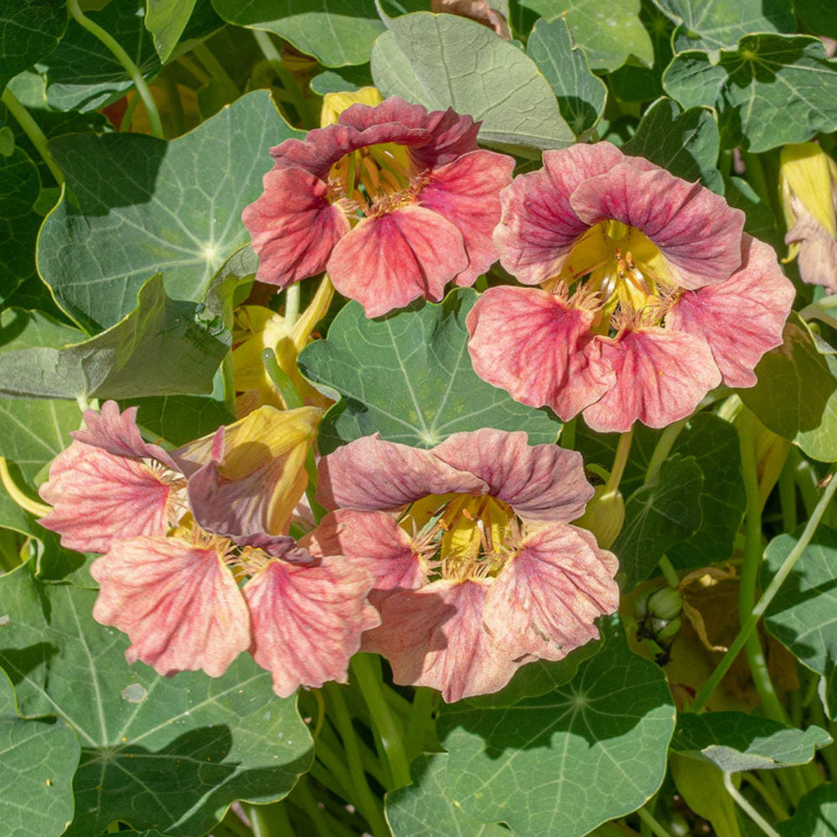 Nasturtium Ladybird Mix Seeds - Drought Resistant, Dwarf, 10+ seeds