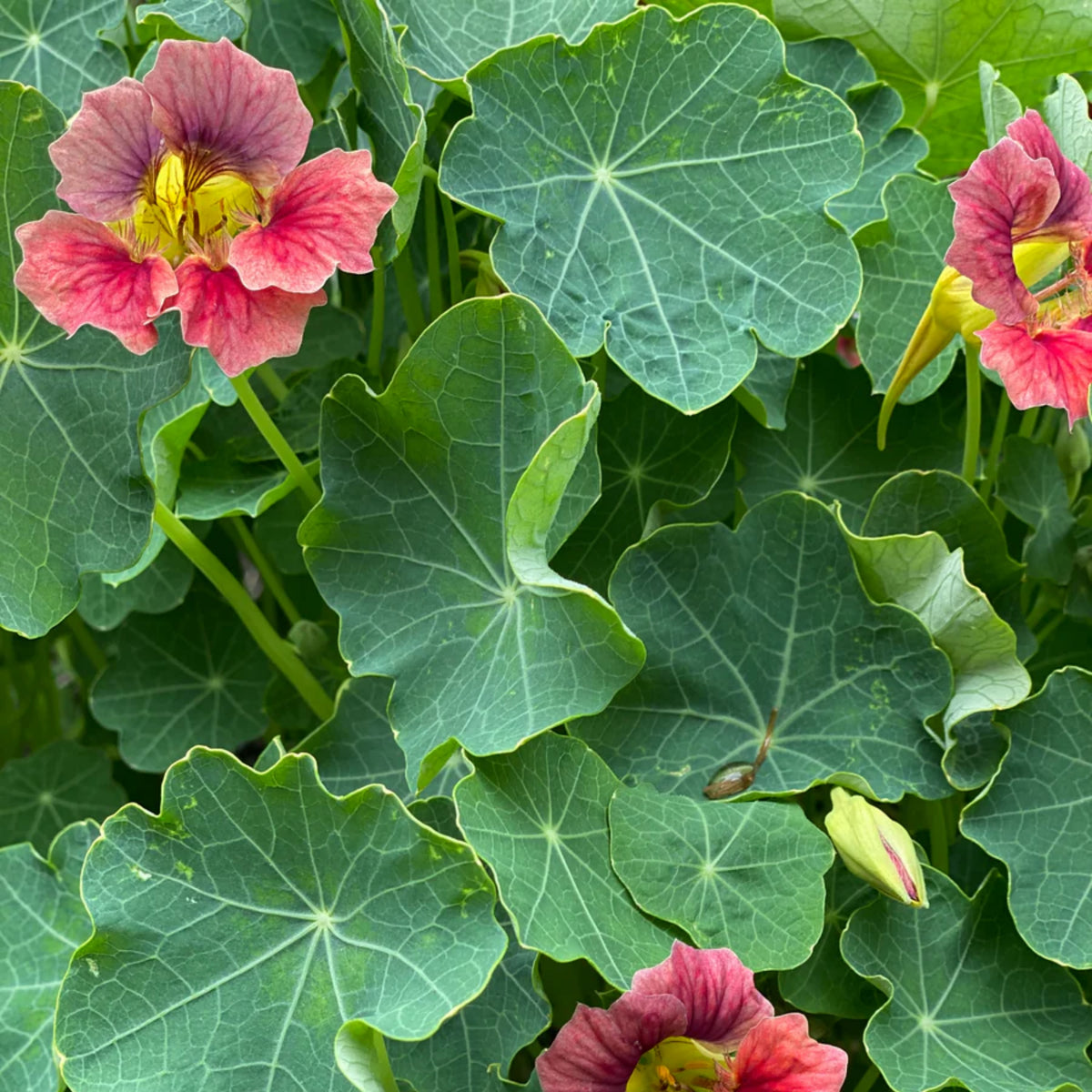 Nasturtium Ladybird Mix Seeds - Drought Resistant, Dwarf, 10+ seeds