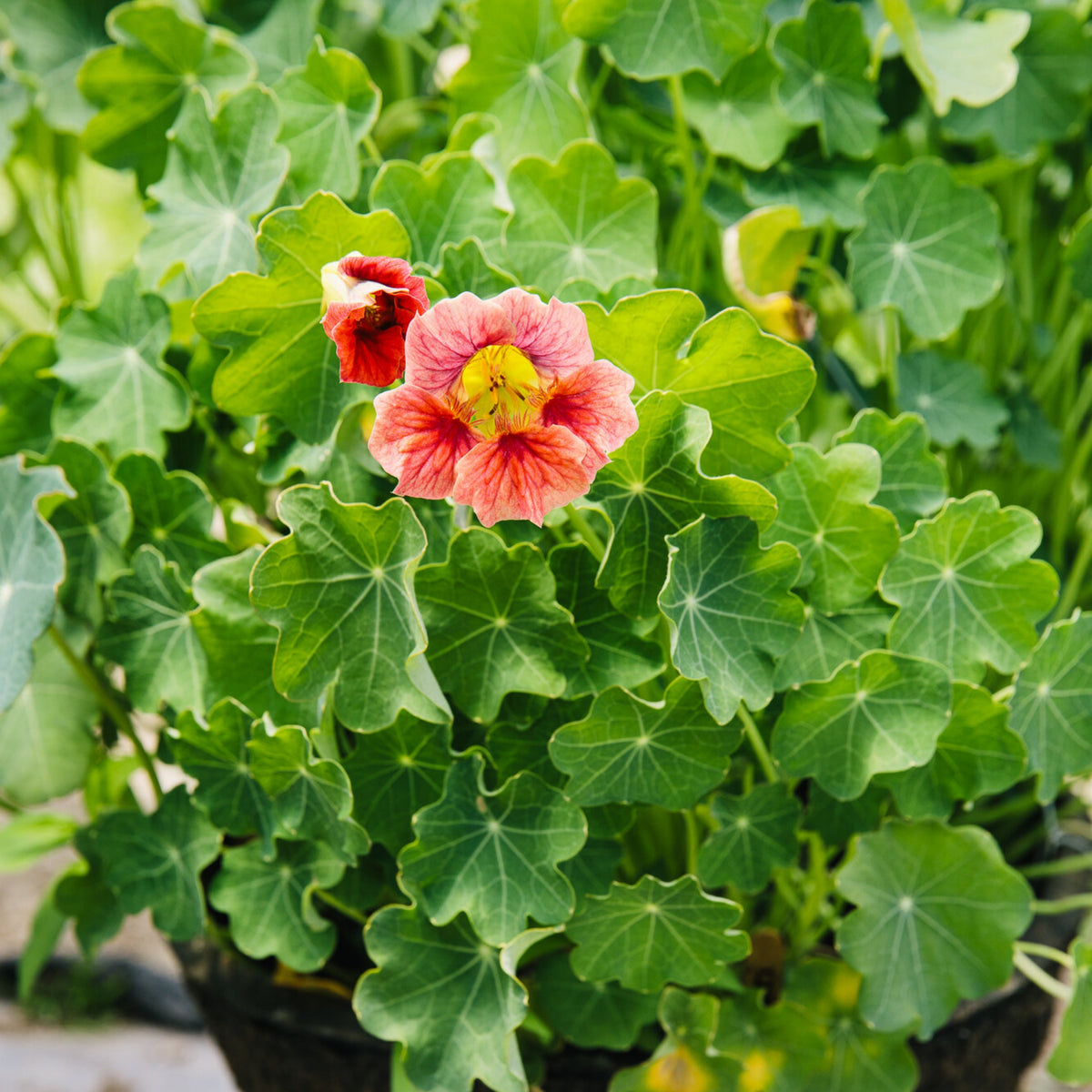 Nasturtium Ladybird Mix Seeds - Drought Resistant, Dwarf, 10+ seeds
