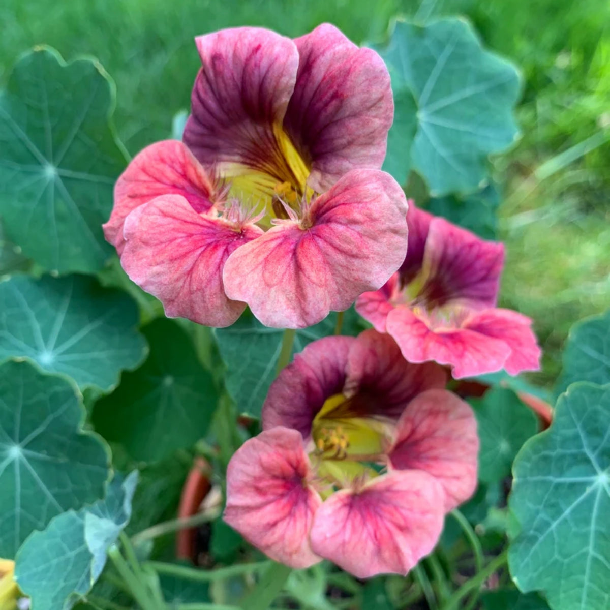 Nasturtium Ladybird Mix Seeds - Drought Resistant, Dwarf, 10+ seeds