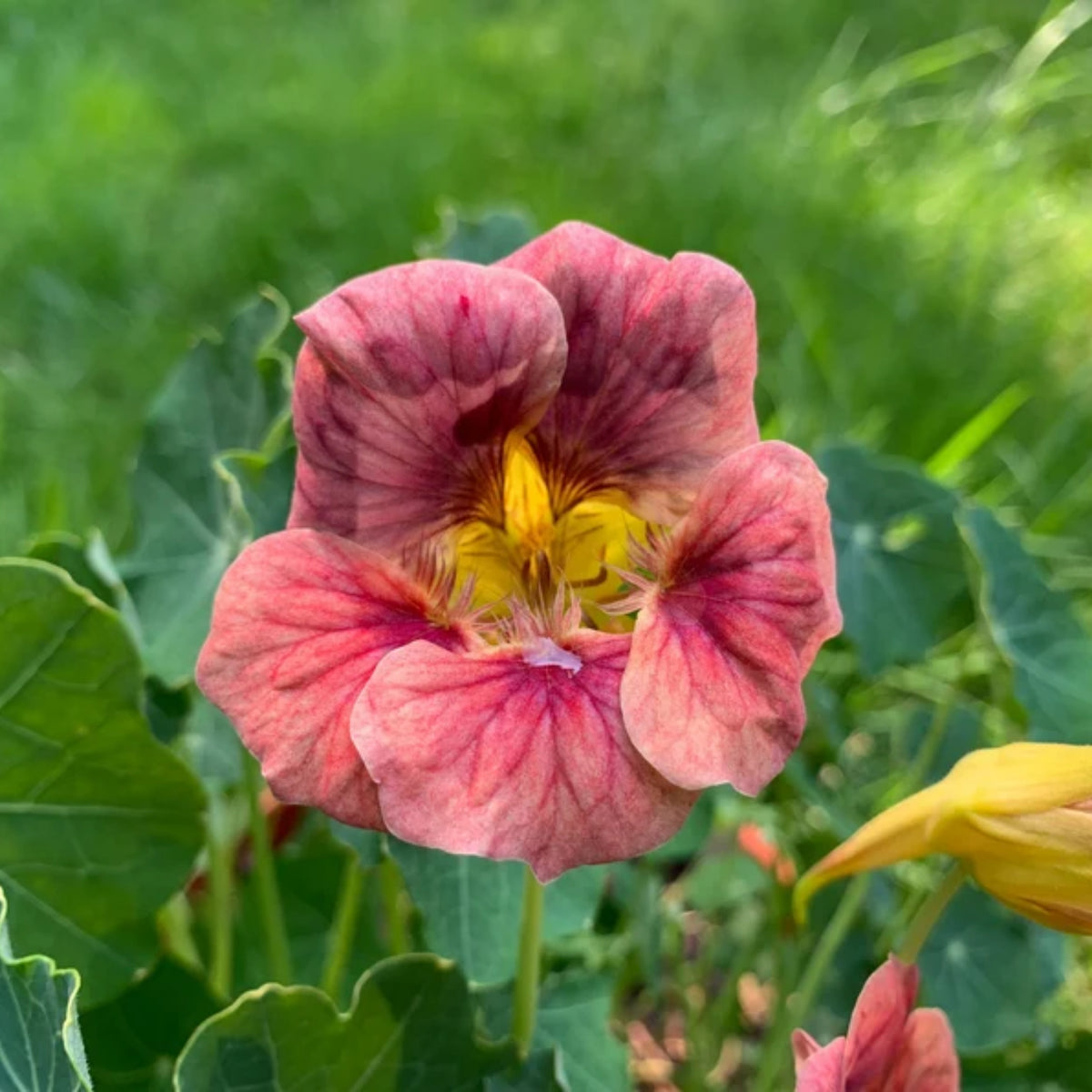 Nasturtium Ladybird Mix Seeds - Drought Resistant, Dwarf, 10+ seeds