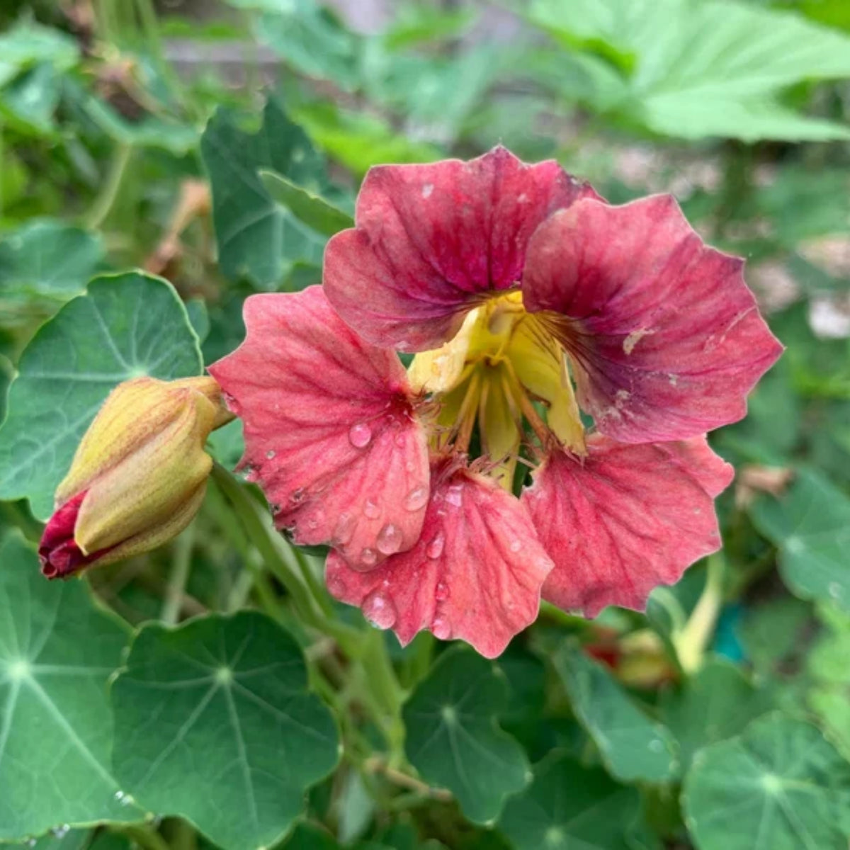 Nasturtium Ladybird Mix Seeds - Drought Resistant, Dwarf, 10+ seeds