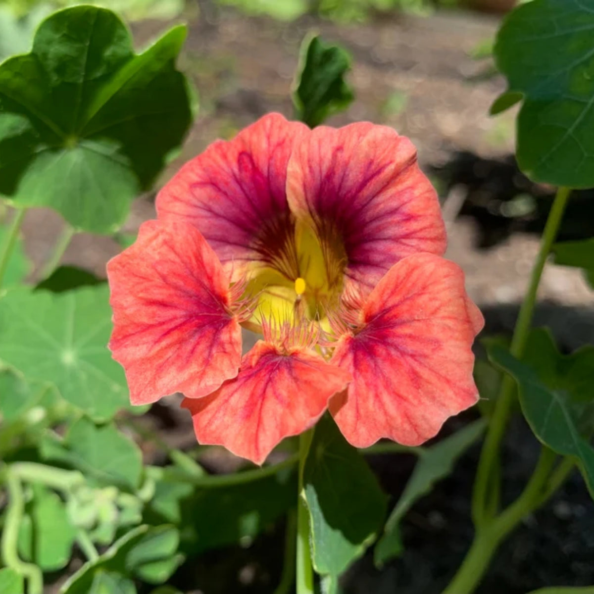 Nasturtium Ladybird Mix Seeds - Drought Resistant, Dwarf, 10+ seeds
