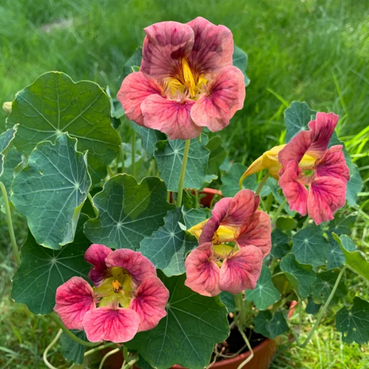 Nasturtium Ladybird Mix Seeds - Drought Resistant, Dwarf, 10+ seeds