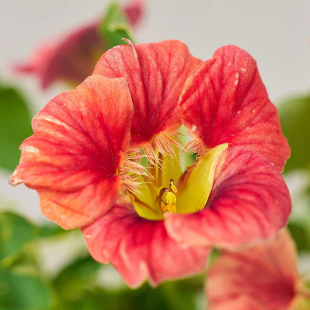 Nasturtium Ladybird Mix Seeds - Drought Resistant, Dwarf, 10+ seeds