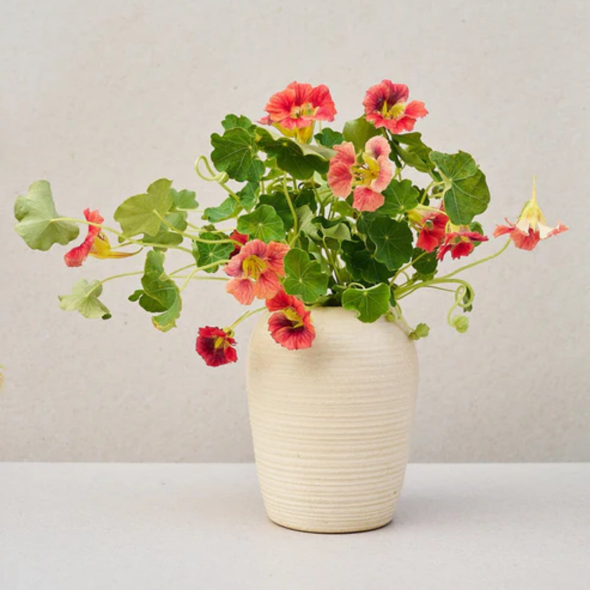 Nasturtium Ladybird Mix Seeds - Drought Resistant, Dwarf, 10+ seeds
