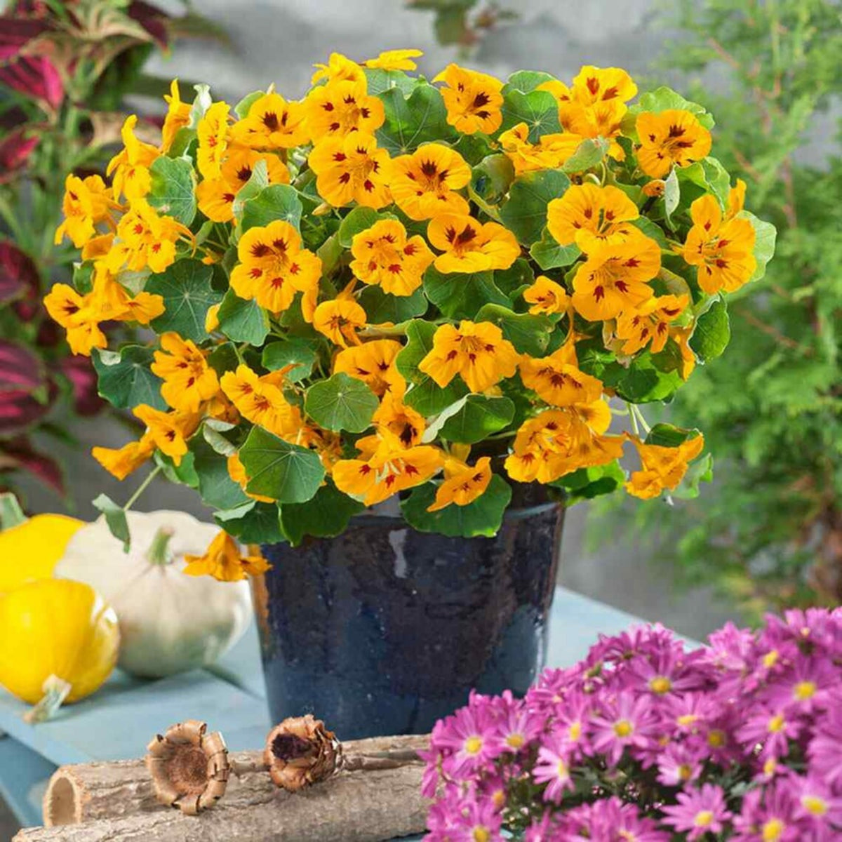Nasturtium Ladybird Mix Seeds - Drought Resistant, Dwarf, 10+ seeds