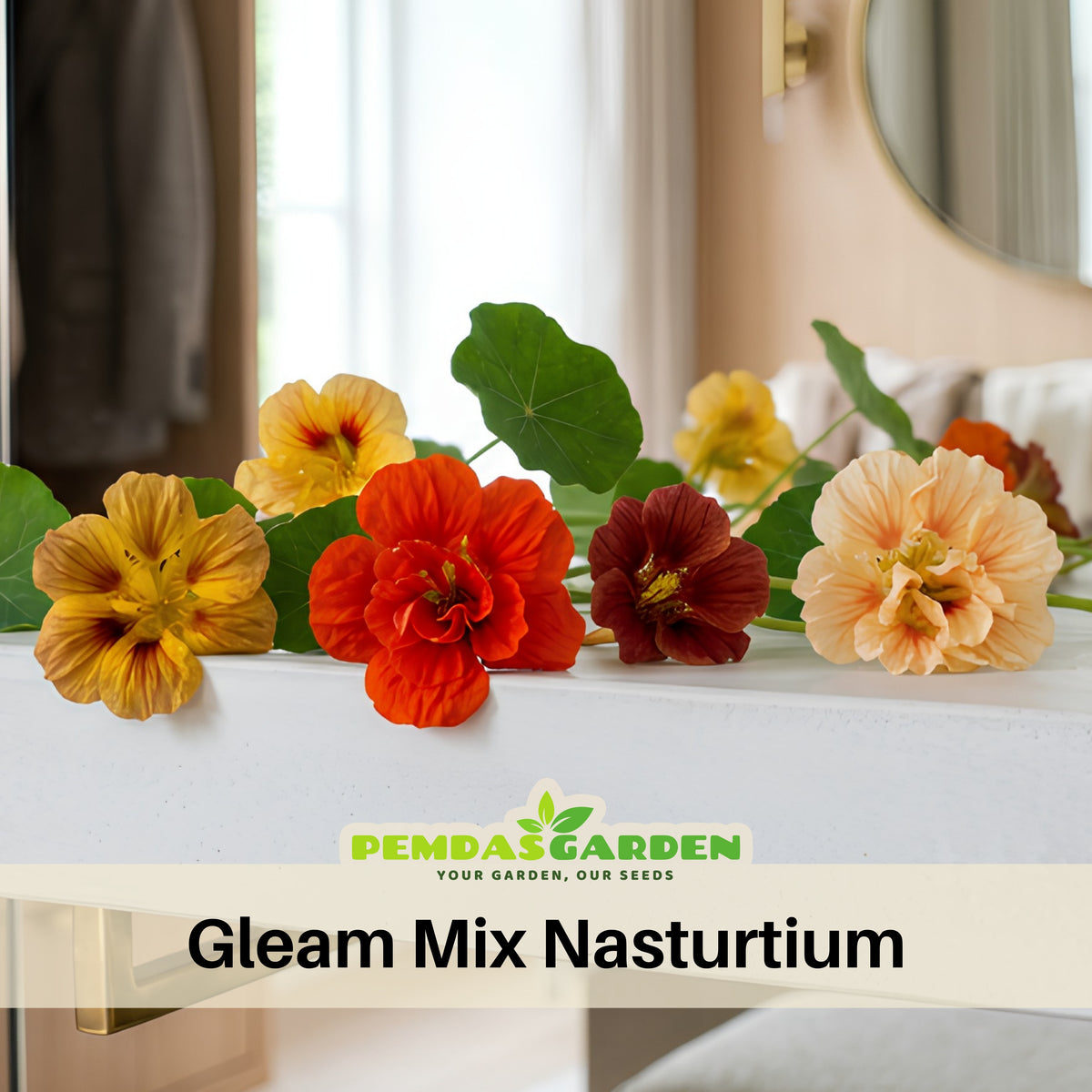 Gleam Mix Nasturtium Seeds - Drought Resistant, Dwarf, 10+ seeds