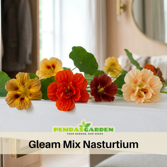 Gleam Mix Nasturtium Seeds - Drought Resistant, Dwarf, 10+ seeds